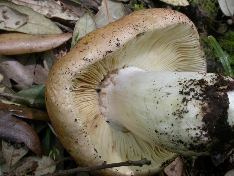 Russula...(cfr. Russula ilicis)